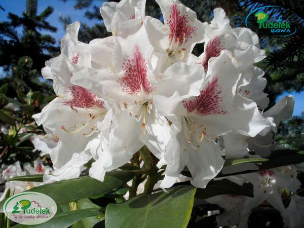 Rhododendron Schneeauge